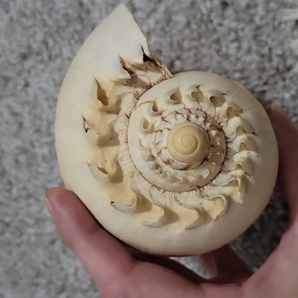 Large Natural Ocean Shell, Melo Broderipii, Huge Striped Shell, Large Tiger Seas - Picture 3 of 6